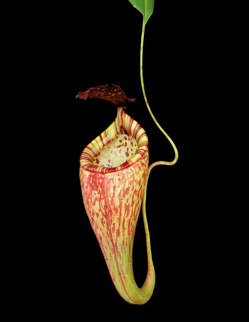 Nepenthes_talangensis_x_glandulifera_BE-3665