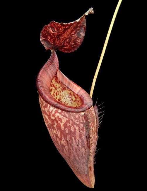 Nepenthes_talangensis_x_glandulifera_BE-3665