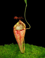 Nepenthes_talangensis_x_glandulifera_BE-3665