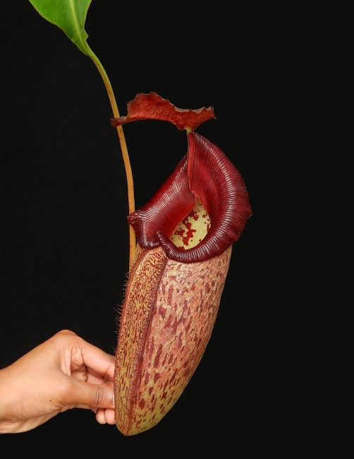 A potted Nepenthes talangensis x robcantleyi with a large, open pitcher showing red peristome and green leaves against a black background.