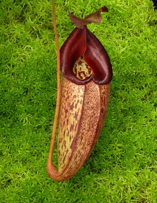 Close up of a Nepenthes pitcher with a red peristome on a mossy background