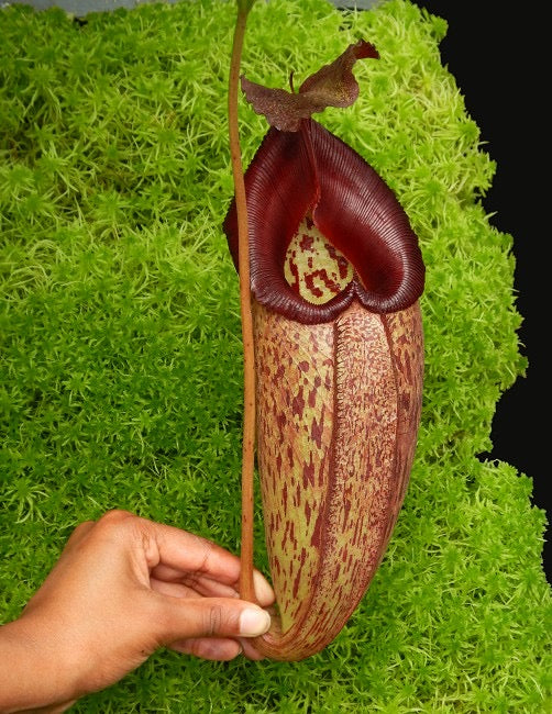 A hand holding a large Nepenthes pitcher on a mossy background with red speckled pitchers