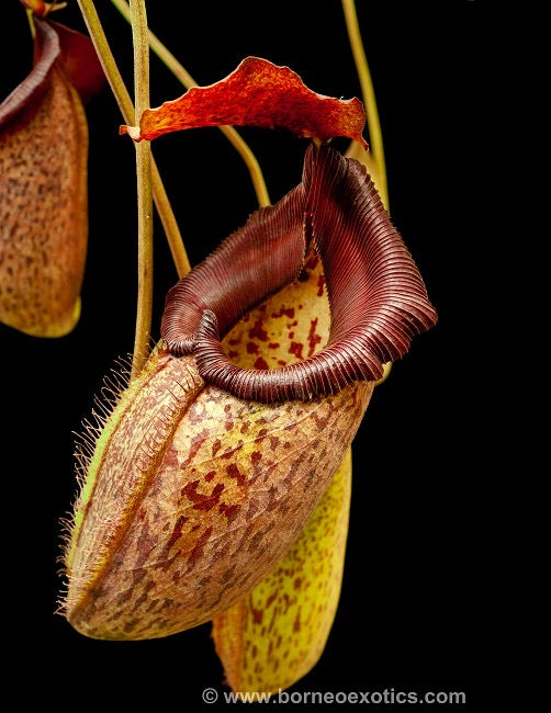 Close up of three Nepenthe pitchers with red peristomes and speckled bodies
