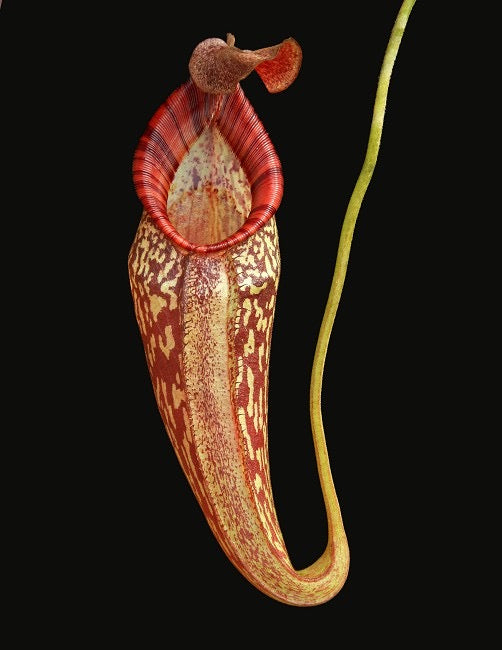 A green and red Nepenthes pitcher hangs on a black background