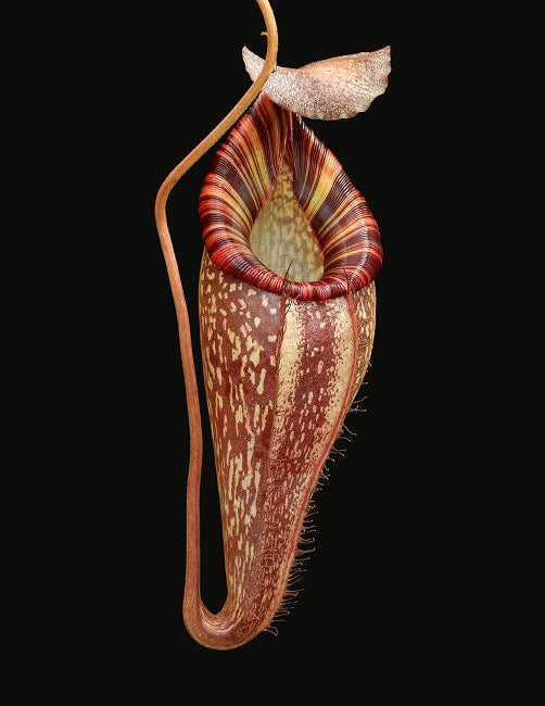A red Nepenthes pitcher hangs on a black background 