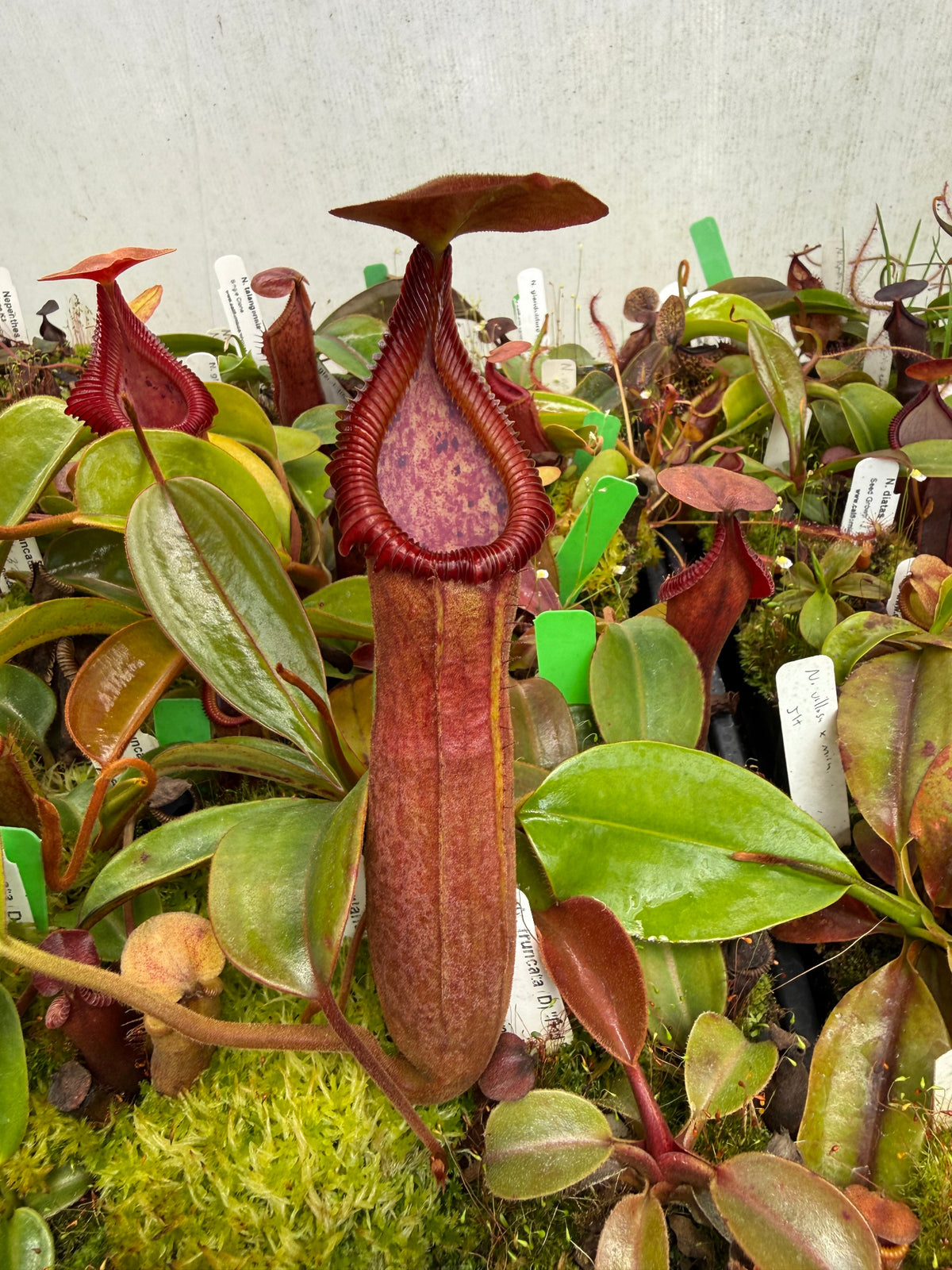 Nepenthes truncata D Red Flush x edwardsiana giant CalCarn