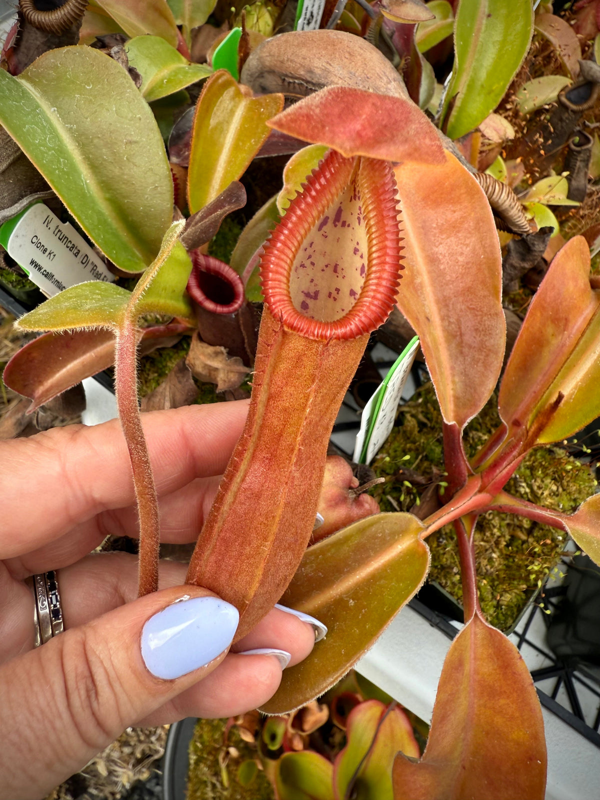 Nepenthes truncata D Red Flush x edwardsiana giant CalCarn