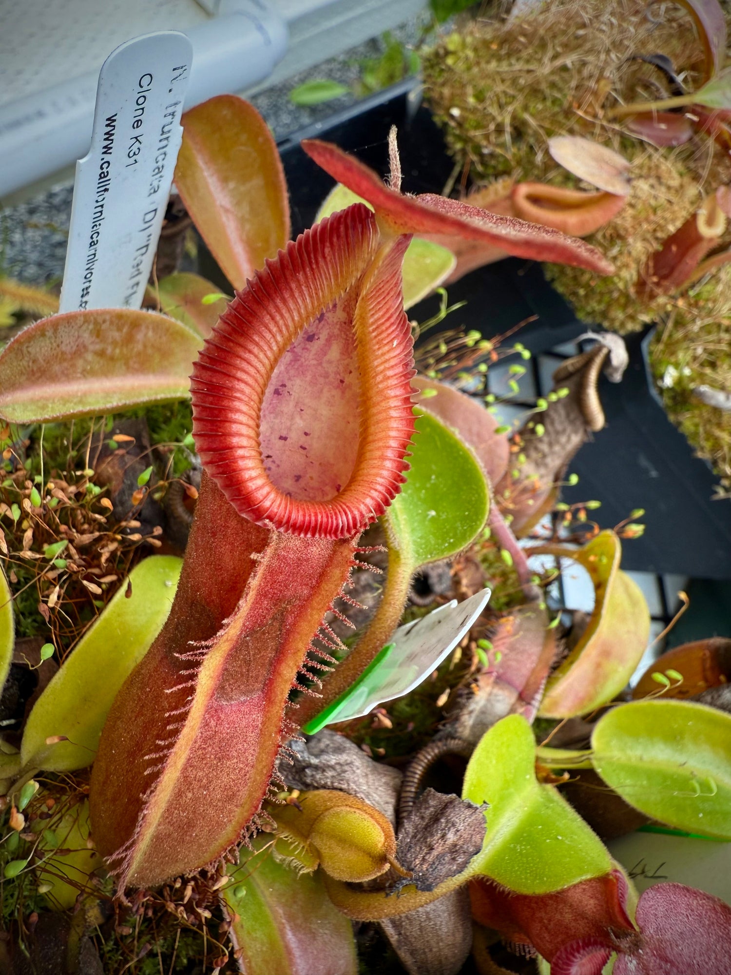 食虫植物N. edwardsiana x truncata Nepenthes truncata D Red Flush x edwardsiana giant CalCarn various