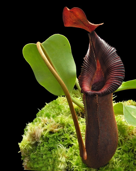 Nepenthes trusmadiensis x robcantleyi Clone 4 BE-4545