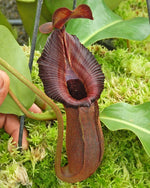 Nepenthes trusmadiensis x robcantleyi Clone 4 BE-4545
