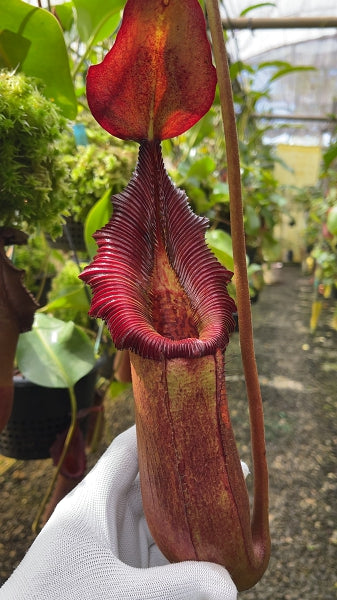 Nepenthes trusmadiensis x robcantleyi Clone 4 BE-4545