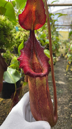Nepenthes trusmadiensis x robcantleyi Clone 4 BE-4545