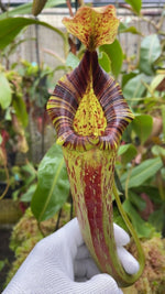 Nepenthes veitchii x lowii x platychila BE-3920
