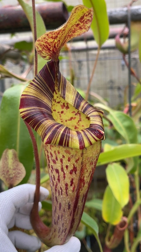 Nepenthes veitchii x lowii x platychila BE-3920