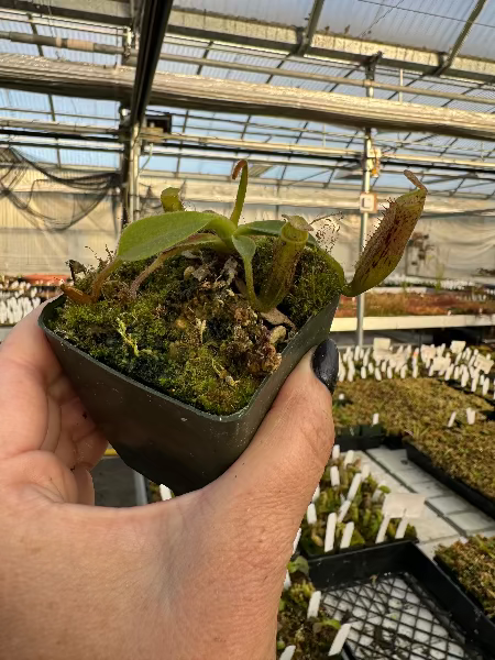 Nepenthes ( veitchii x lowii ) x platychila Potted