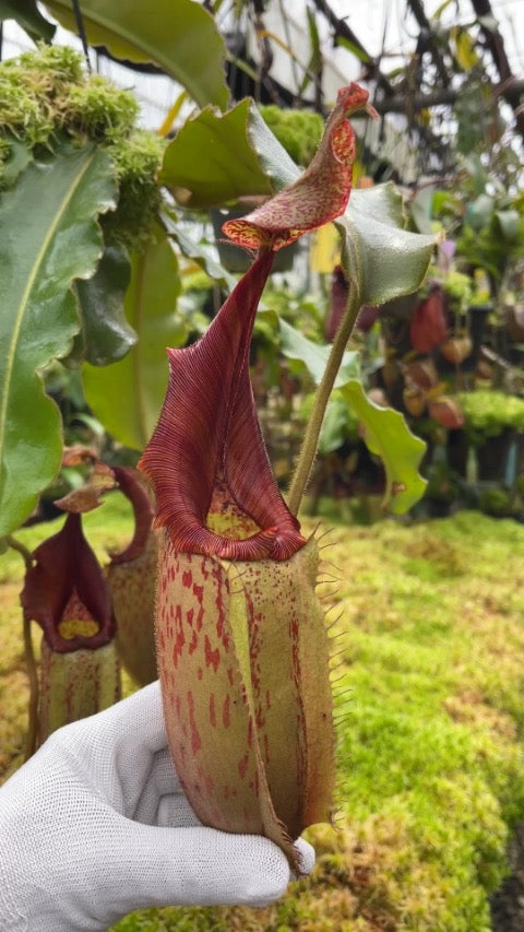 Nepenthes veitchii x maxima BE-4061