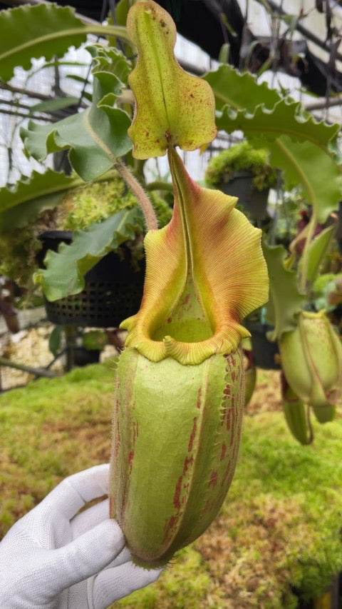 Nepenthes veitchii x maxima BE-4061