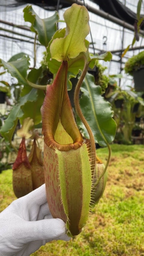 Nepenthes veitchii x maxima BE-4061