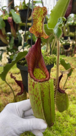 Nepenthes veitchii x maxima BE-4061