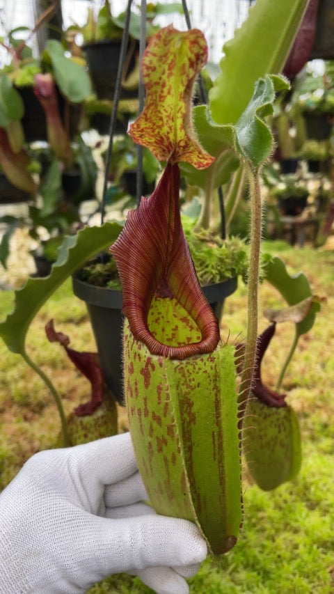 Nepenthes veitchii x maxima BE-4061