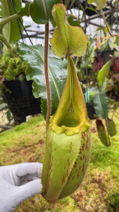 Nepenthes veitchii x maxima BE-4061