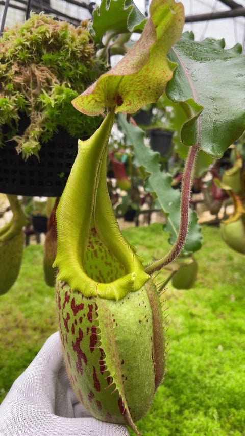 Nepenthes veitchii x maxima BE-4061