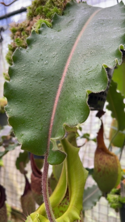 Nepenthes veitchii x maxima BE-4061