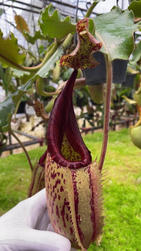 Nepenthes veitchii x maxima BE-4061