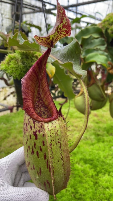 Nepenthes veitchii x maxima BE-4061