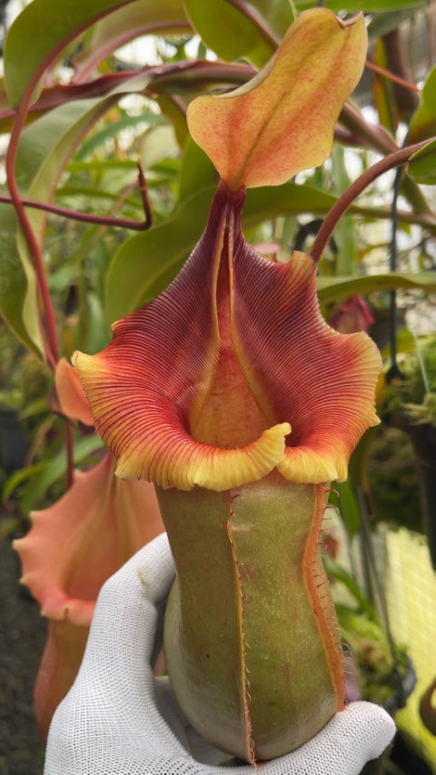 Nepenthes veitchii x ventricosa BE-4674