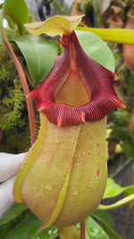 Nepenthes veitchii x ventricosa BE-4674