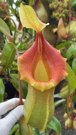 Nepenthes veitchii x ventricosa BE-4674