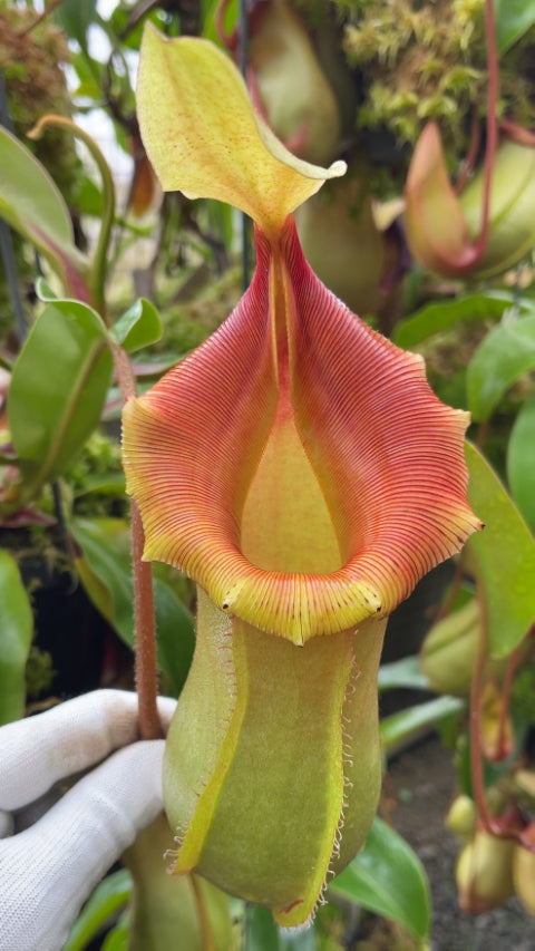 Nepenthes veitchii x ventricosa BE-4674
