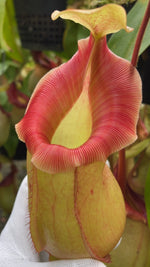 Nepenthes veitchii x ventricosa BE-4674