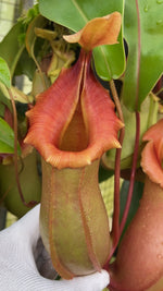 Nepenthes veitchii x ventricosa BE-4674