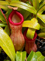 Nepenthes ventricosa Pitcher Plant
