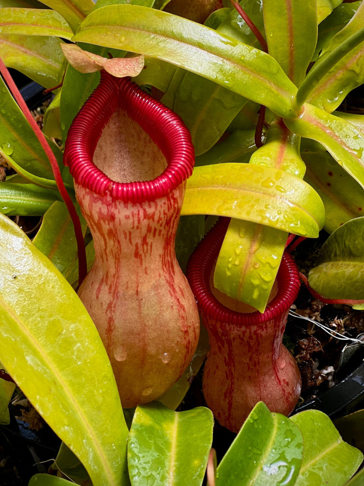 Close-up of two Nepenthes pitcher plants with bright red rims and pale pinkish-beige pitchers surrounded by green leaves.