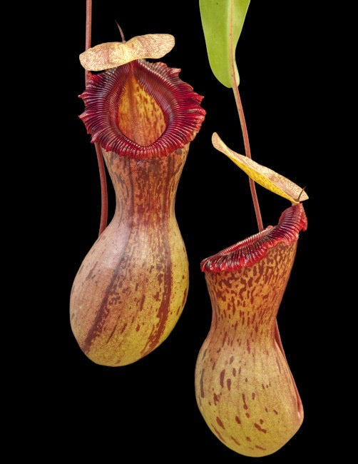 A potted Nepenthes ventricosa