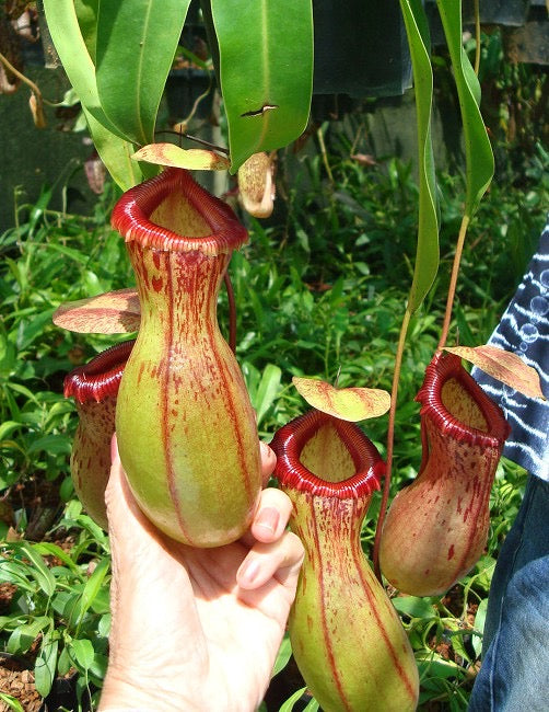 A hand holds a large red and green Nepenthes pitcher in a greenhouse
