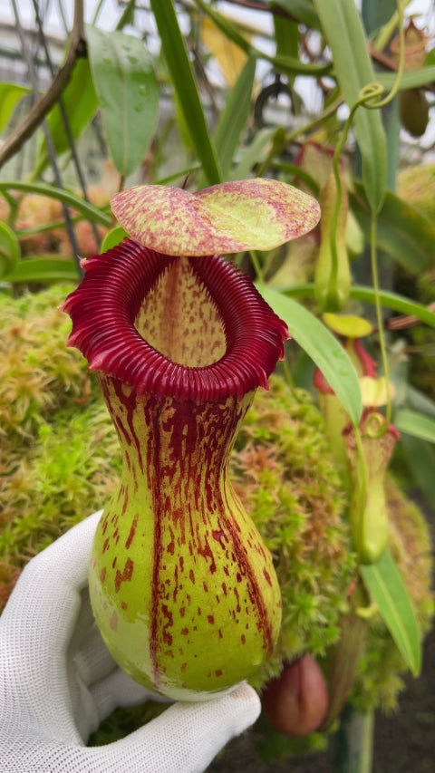 A hand in a glove holds a green and red Nepenthes pitcher in a greenhouse