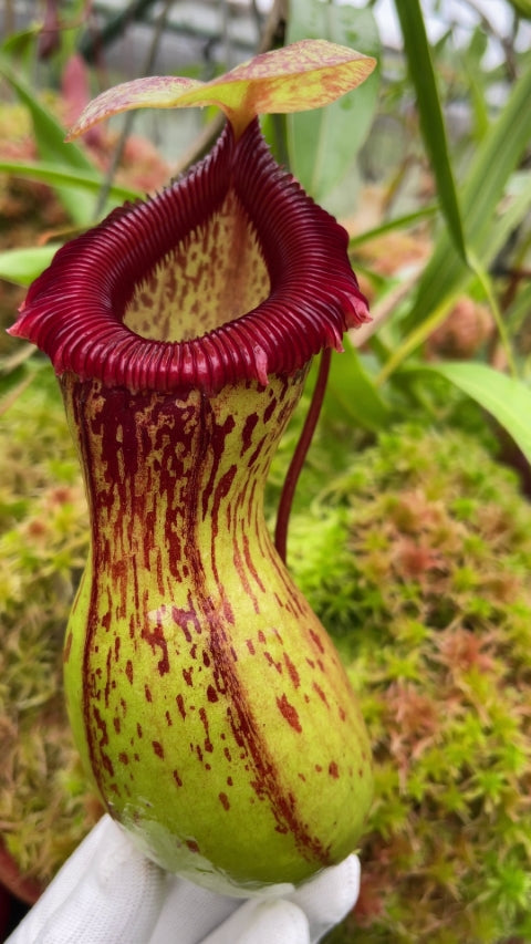A potted Nepenthes ventricosa 'Madja-as Form' with a pinched-waist appearance and a wide, ruffled, red peristome.