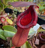 Nepenthes ventricosa red x lowii Pitcher Plant