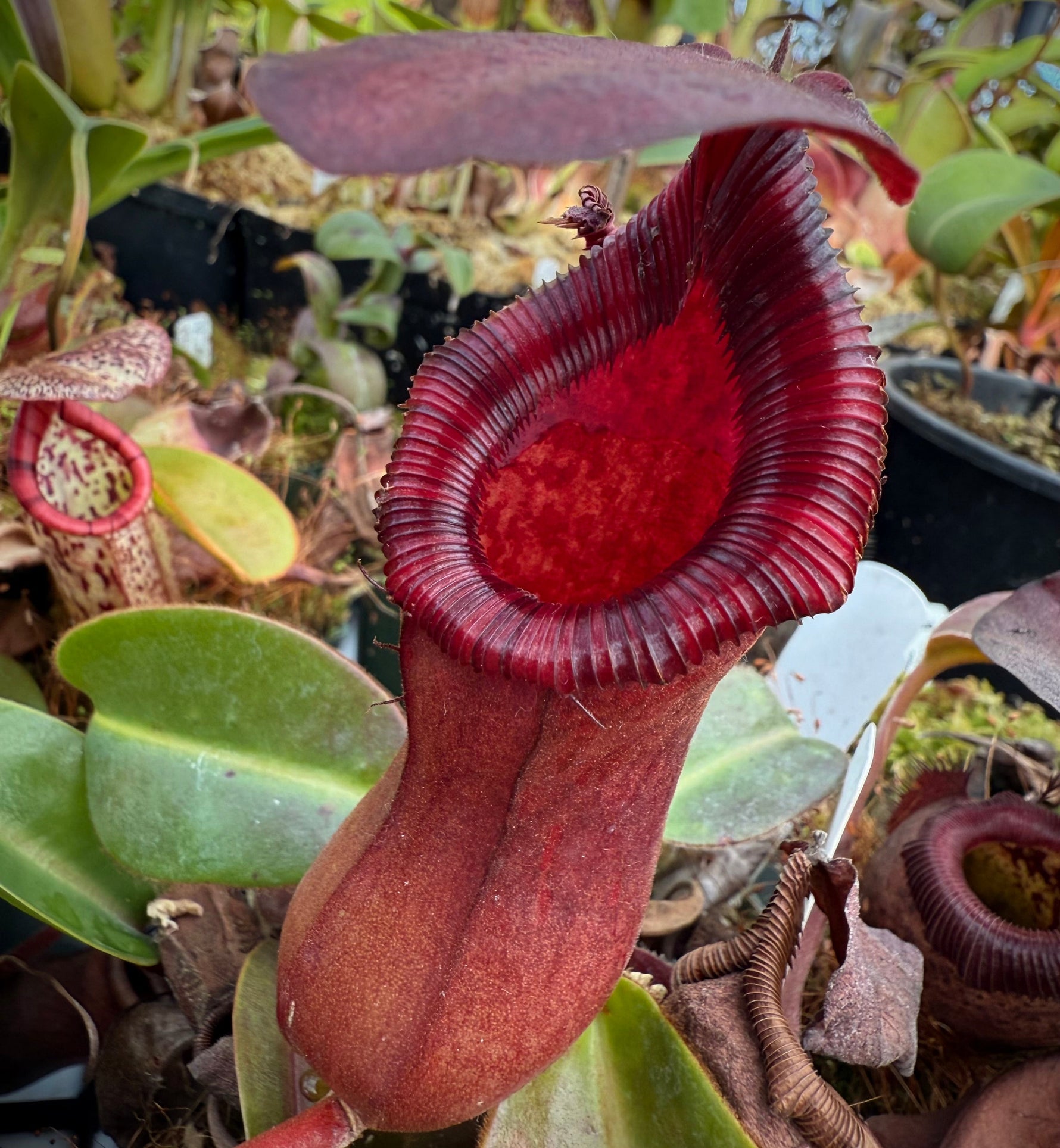 Nepenthes ventricosa red x lowii Pitcher Plant