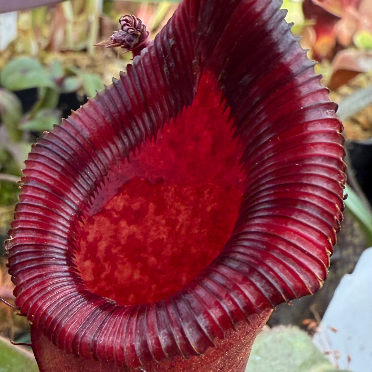 Nepenthes ventricosa red x lowii Pitcher Plant