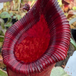 Nepenthes ventricosa red x lowii Pitcher Plant