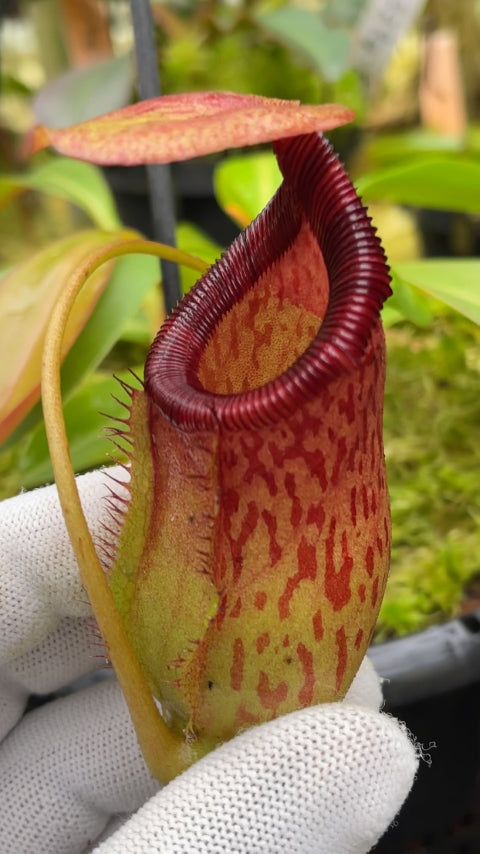 A hand holds a Nepenthes pitcher in a greenhouse
