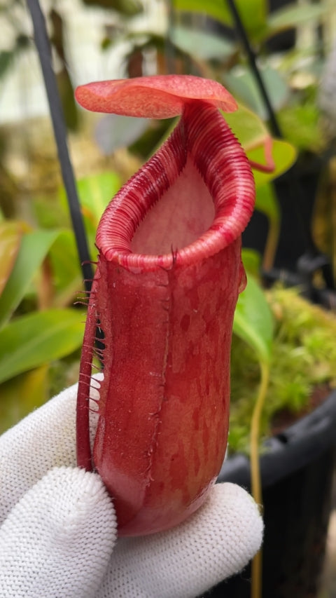 A hand holds a Nepenthes pitcher in a greenhouse 