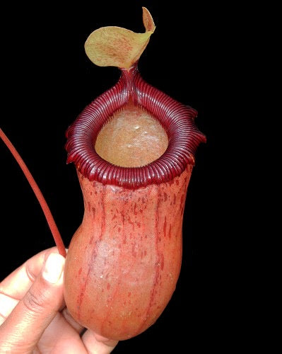 A hand holds a large orange and red Nepenthes pitcher 
