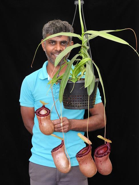 A man stands behind a large Nepenthes plant