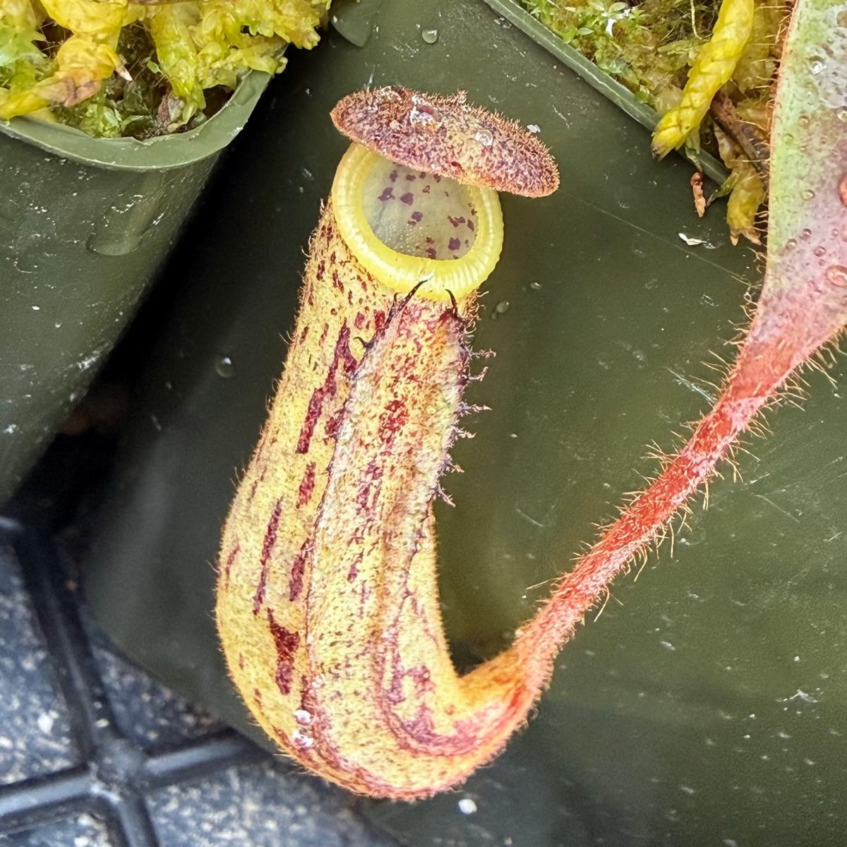 Nepenthes zakariana Tissue Culture